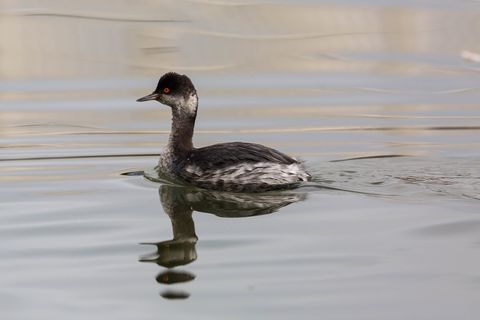Black-necked grebe (32676573450).jpg