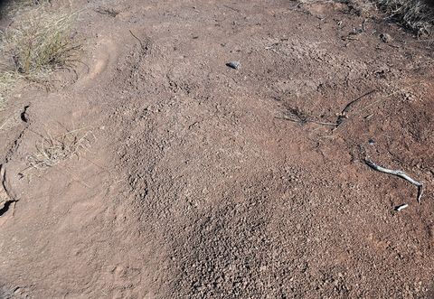 Reddish sandstone (Upper Triassic; Jordan Lake, North Carolina, USA) 13.jpg
