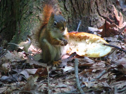 American-Red-Squirrel-PLAMALICE.jpg