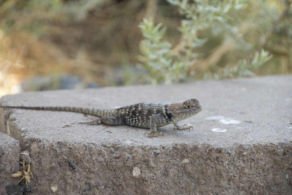 A spiny lizard at Steamboat Cove on Lake Havasu (50377112312).jpg