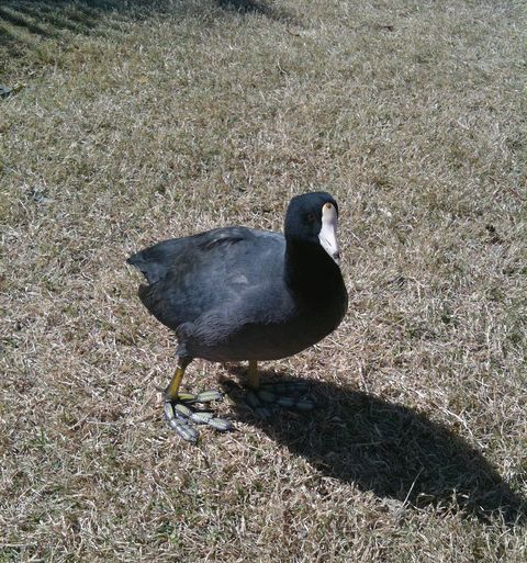 American coot, California (4353734437).jpg