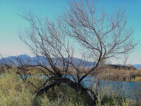 ARIZONA (5383665594).jpg