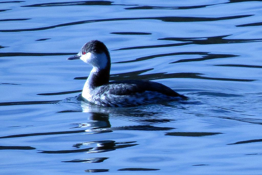 Horned Grebe (23795537984).jpg