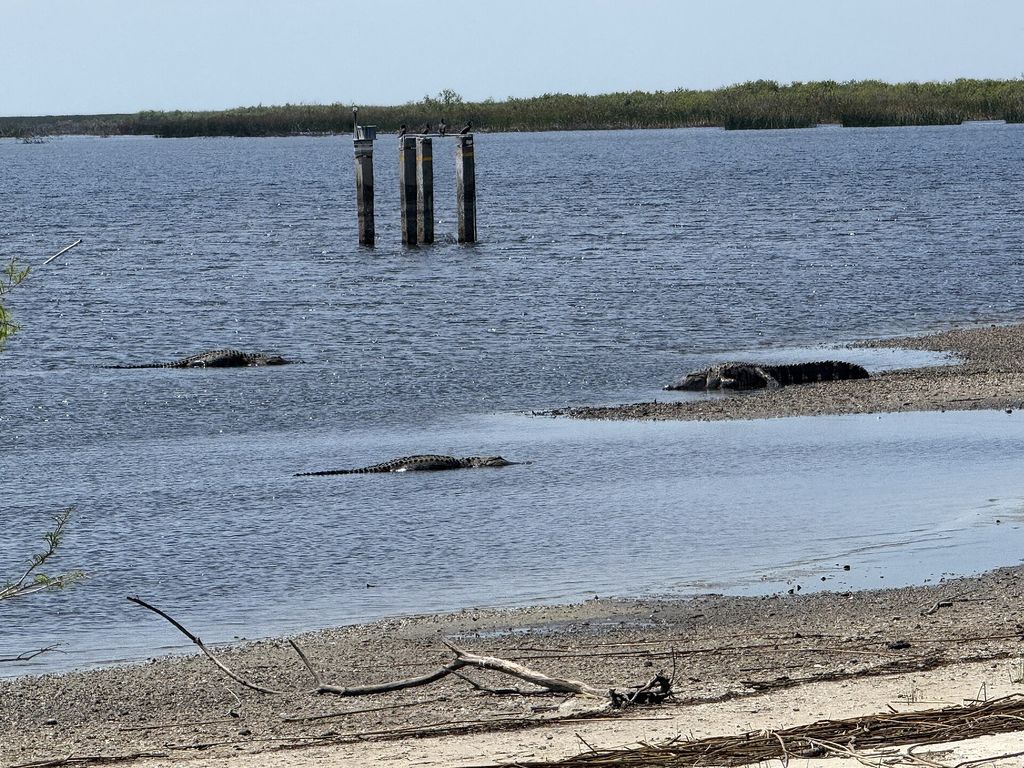 Alligators in Lake Okeechobee from Lake Okeechobee Park.jpeg