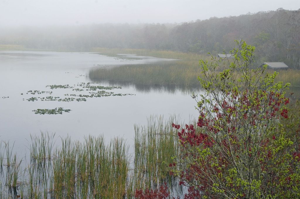 Lake tarpon morning fog.jpg