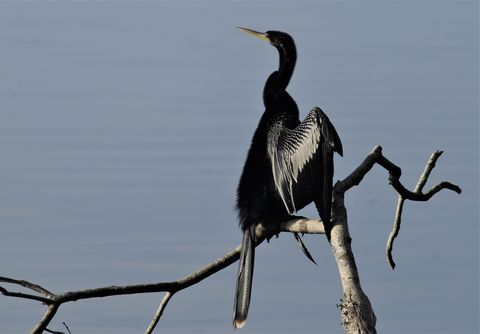 Anhinga lake tarpon.jpg