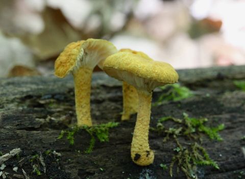 Cyptotrama chrysopepla (756478).jpg