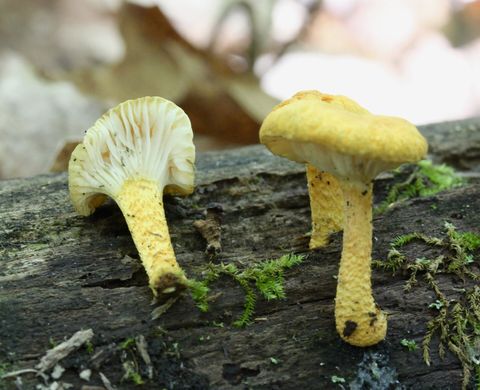 Cyptotrama chrysopepla (756479).jpg