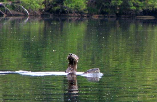 Otter, Sebago Lake.jpg