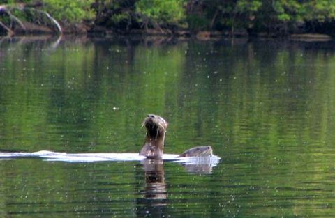 Otter, Sebago Lake.jpg