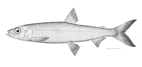 Coregonus hoyi illustration.jpg